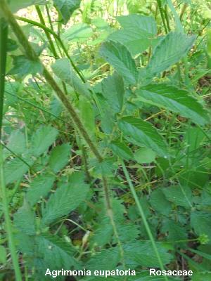Agrimonia eupatoria