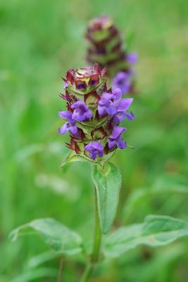 Prunella vulgaris