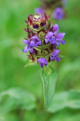 Prunella vulgaris