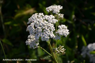 Achillea millefolium