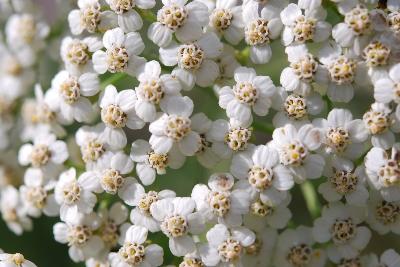 Achillea millefolium