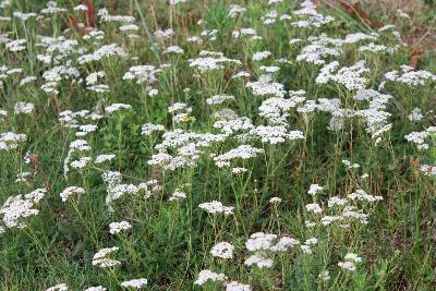 Achillea millefolium