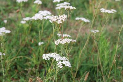 Achillea millefolium