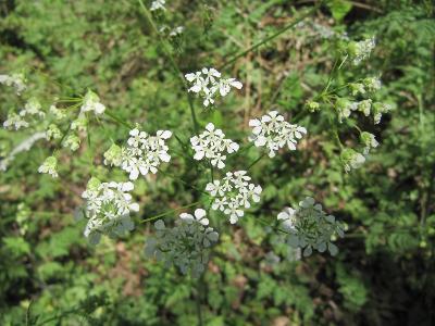 Anthriscus sylvestris