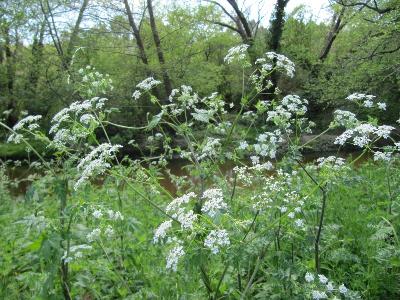 Anthriscus sylvestris