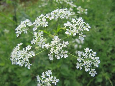 Anthriscus sylvestris