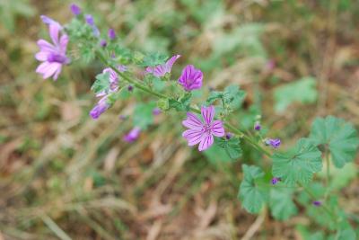 Malva sylvestris   
