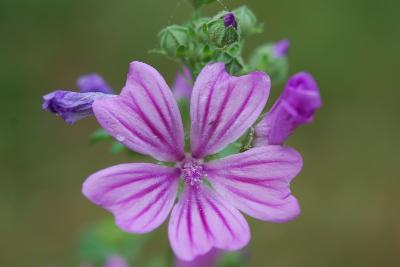 Malva sylvestris   