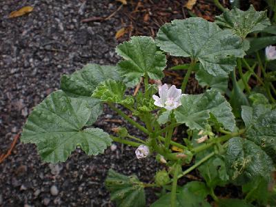 Malva neglecta 