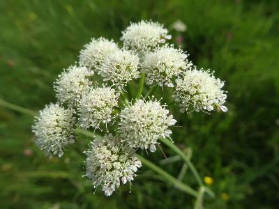 Oenanthe pimpinelloides