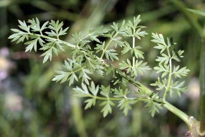 Oenanthe pimpinelloides