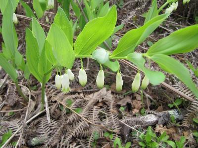 Polygonatum multiflorum