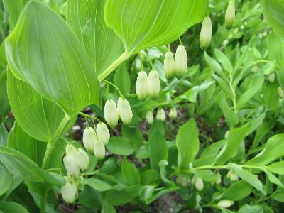 Polygonatum multiflorum