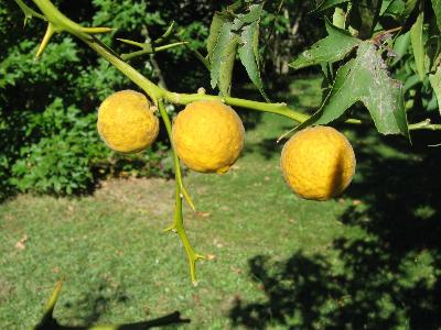 Poncirus trifoliata