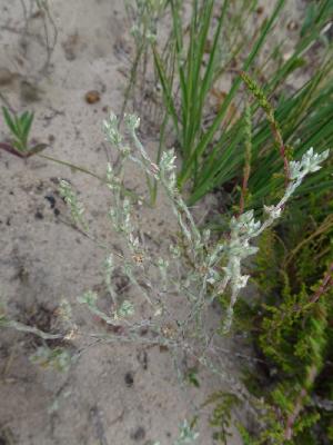 Logfia minima