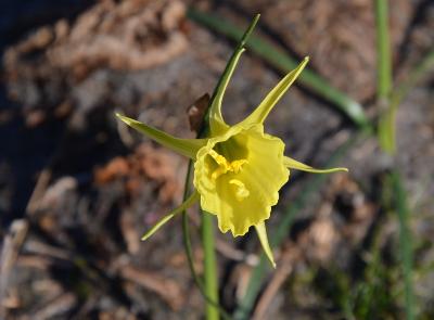 Narcissus bulbocodium