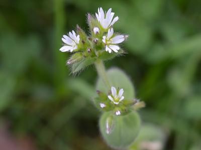 Cerastium glomeratum