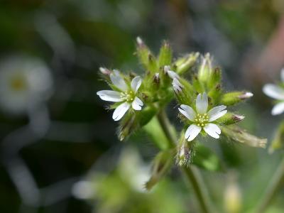 Cerastium glomeratum