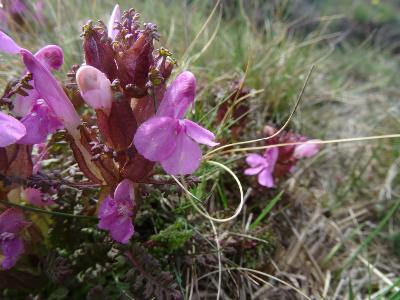 Pedicularis sylvatica