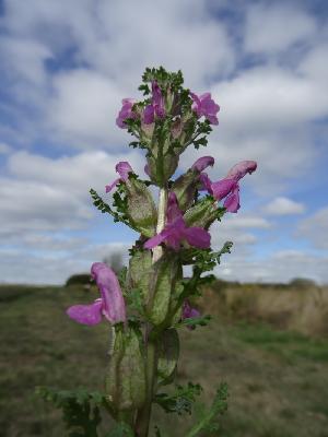 Pedicularis sylvatica