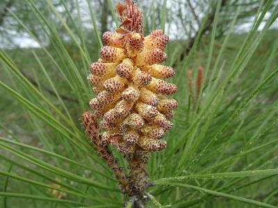 Pinus pinaster