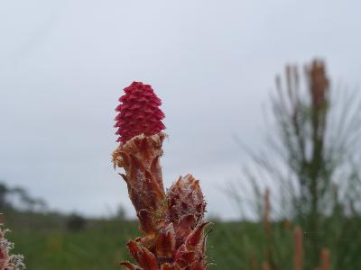 Pinus pinaster