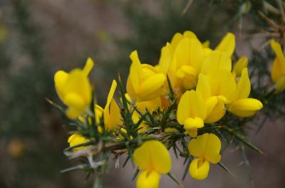 Ulex europaeus