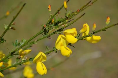 Cytisus scoparius