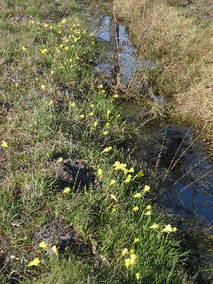 Narcissus bulbocodium