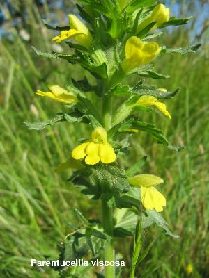 Parentucellia viscosa