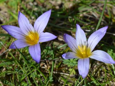 Romulea bulbocodium 