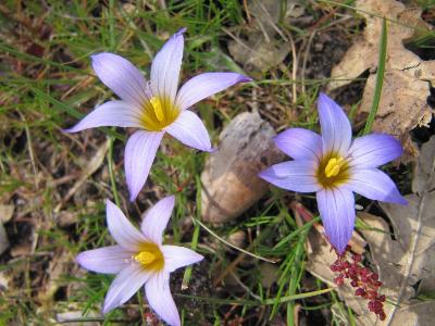Romulea bulbocodium 