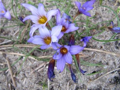 Romulea bulbocodium 