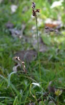 Luzula campestris