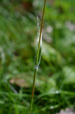 Luzula campestris