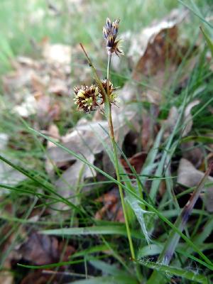 Luzula campestris