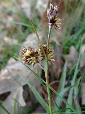 Luzula campestris