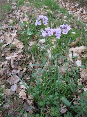 Cardamine pratensis