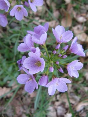Cardamine pratensis