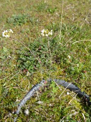 Arabidopsis thaliana