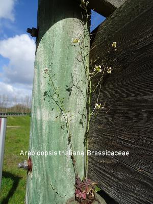 Arabidopsis thaliana