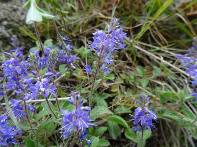 Veronica officinalis