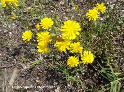 Crepis capillaris