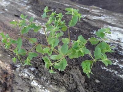 Euphorbia peplus   