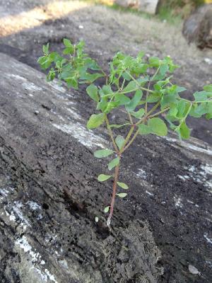 Euphorbia peplus   