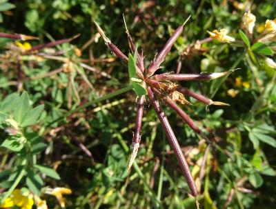 Lotus pedunculatus