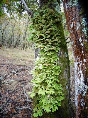 Lobaria pulmonaria