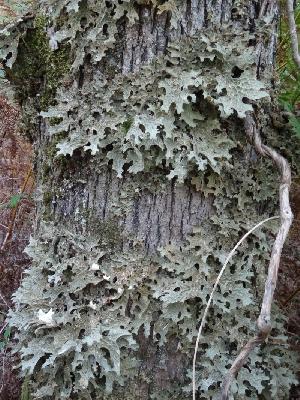 Lobaria pulmonaria