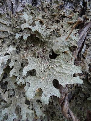 Lobaria pulmonaria