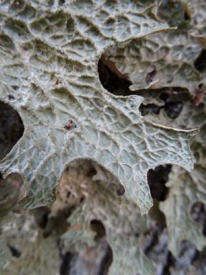 Lobaria pulmonaria